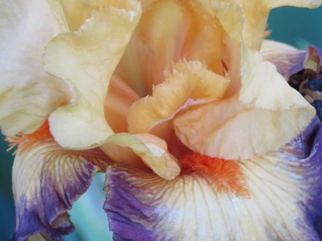 Iris Closeup  (Large)