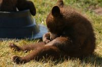 Bear Cub