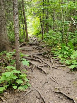 A tuff trail to hike on in Northern Minnesota