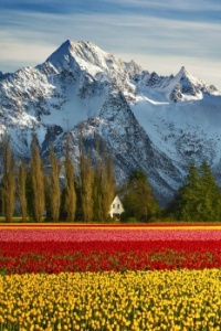 Campos da tulipa em Skagit, Washington, EUA !!!
