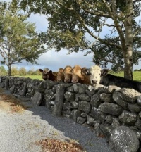 Just Some Nice Cows 🥰