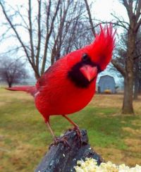 Cardinal