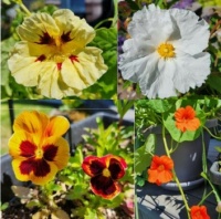 Backyard blossoms