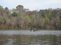 Crystal River Florida