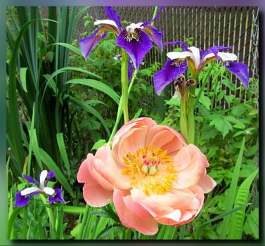 Siberian Iris and a peach Peony  in memory of Jo