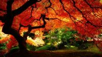 maple-in-autumn-1600x900-wallpaper-3470