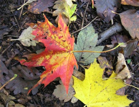 Colourfull leaves - Autumn