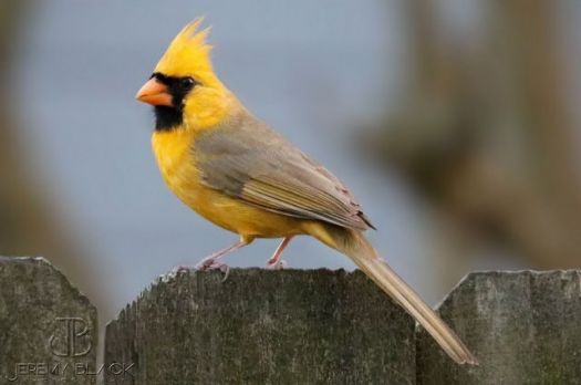 Yellow Northern Cardinal