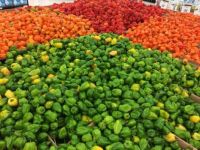 Habanero Peppers