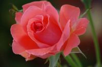 Backyard Rose