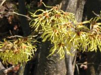 This Witch Hazel blooms in early Feb.