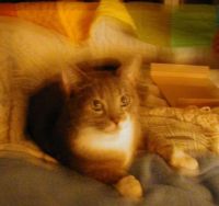 Golden_Tigger