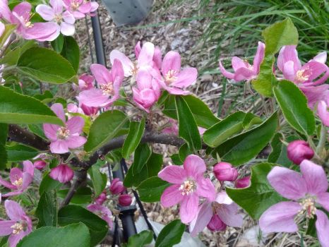 Airlie Red Flesh blooms
