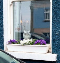 Howth, Ireland resident cat