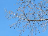 Overhanging Sweet Gum tree branch