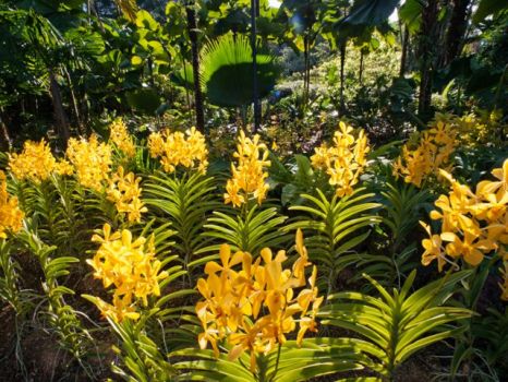 Orchids, Botanical Gardens, Singapore