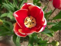 Tulip # 3