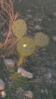 Mickey Mouse Cactus!