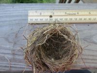 Tiny Nest