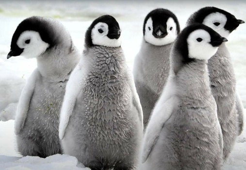 Solve Baby Penguins jigsaw puzzle online with 77 pieces