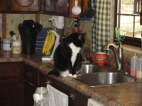 OREO  waiting for someone to turn on the water