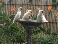 Cockatoos & birds of paradise flowers