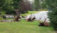 How the Elk did they get there?