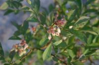 Blueberry Blooms