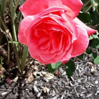 Raspberry rose