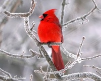 Male Cardinal  Winter 2021
