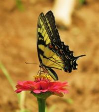 Yellow swallowtail on zinnia