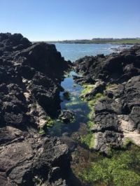 Scotland: Scurdie Ness Rock Pool