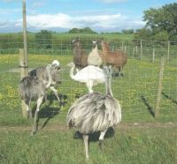 Llamas rheas, goats 07