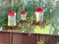 Hungry Hummers