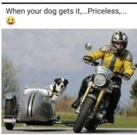 Motorcycling for Dog Lovers