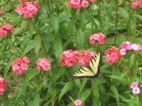 Swallowtail Butterfly on Sweet Williams