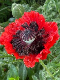 Red Poppy