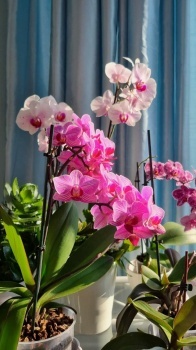 Orchids August 2022