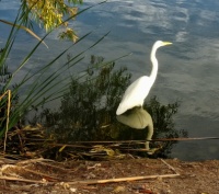 Santee Lakes - Egret