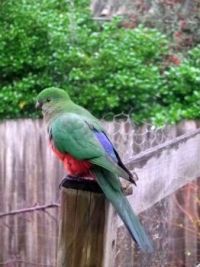 Young King Parrot