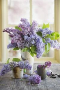 Lilacs 3