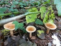Mushrooms: 3 in a row !