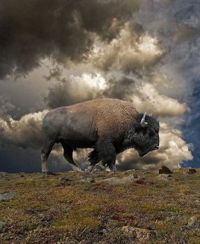 Solve State Animal of Kansas jigsaw puzzle online with 42 pieces