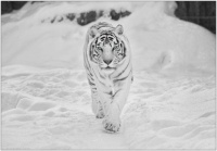 White Tiger SW4gc25vdw==