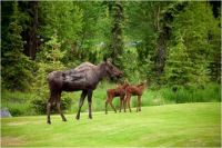 Alaskan Moose Mama & Babies
