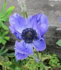 Anemone