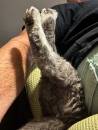 Shimbri's antics