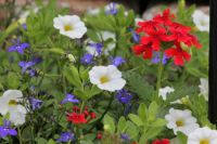 Colorful Flowers