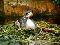 Great-crested Grebe on a Nest