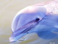 Dolphin Research Center Grassy Key Florida